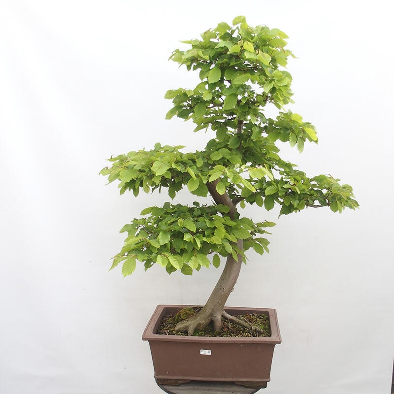 Vonkajší bonsai - Hrab obyčajný - Carpinus betulus