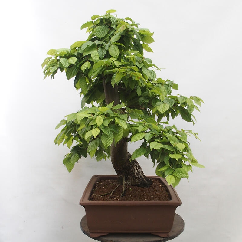 Vonkajší bonsai - Hrab obyčajný - Carpinus betulus