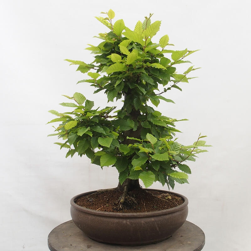 Vonkajší bonsai - Hrab obyčajný - Carpinus betulus