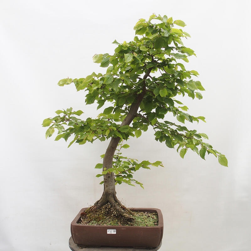 Vonkajší bonsai - Hrab obyčajný - Carpinus betulus