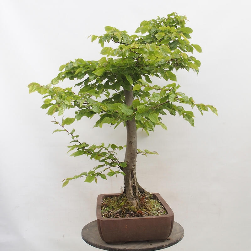 Vonkajší bonsai - Hrab obyčajný - Carpinus betulus