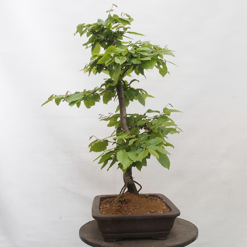 Vonkajší bonsai - Hrab obyčajný - Carpinus betulus