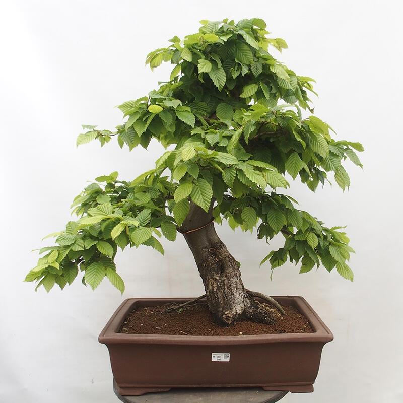 Vonkajší bonsai - Hrab obyčajný - Carpinus betulus