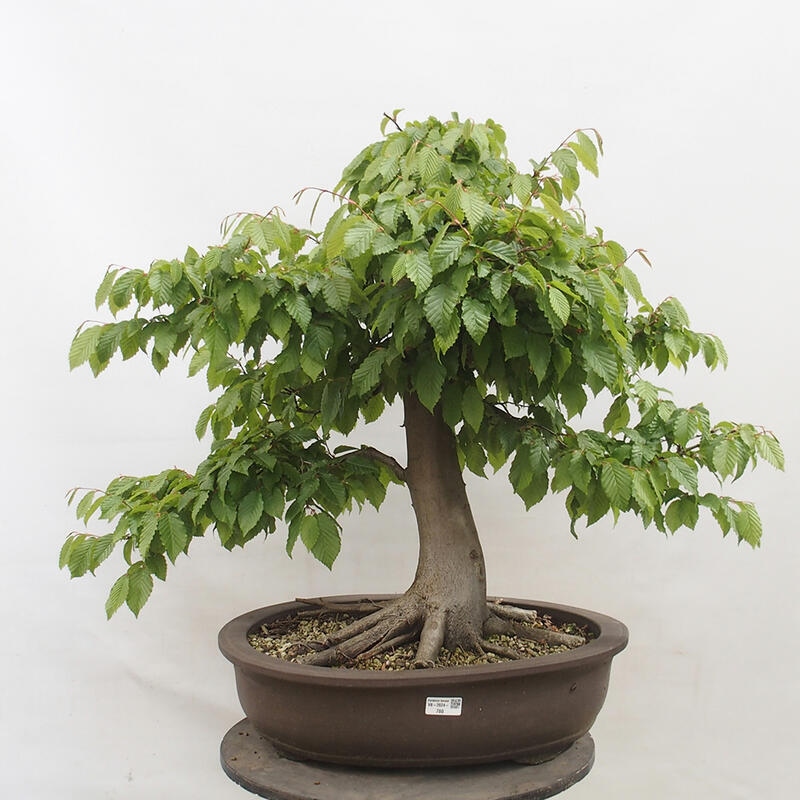 Vonkajší bonsai - Hrab obyčajný - Carpinus betulus