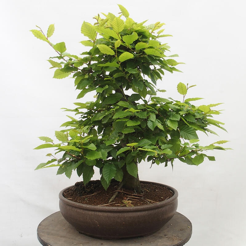 Vonkajší bonsai - Hrab obyčajný - Carpinus betulus