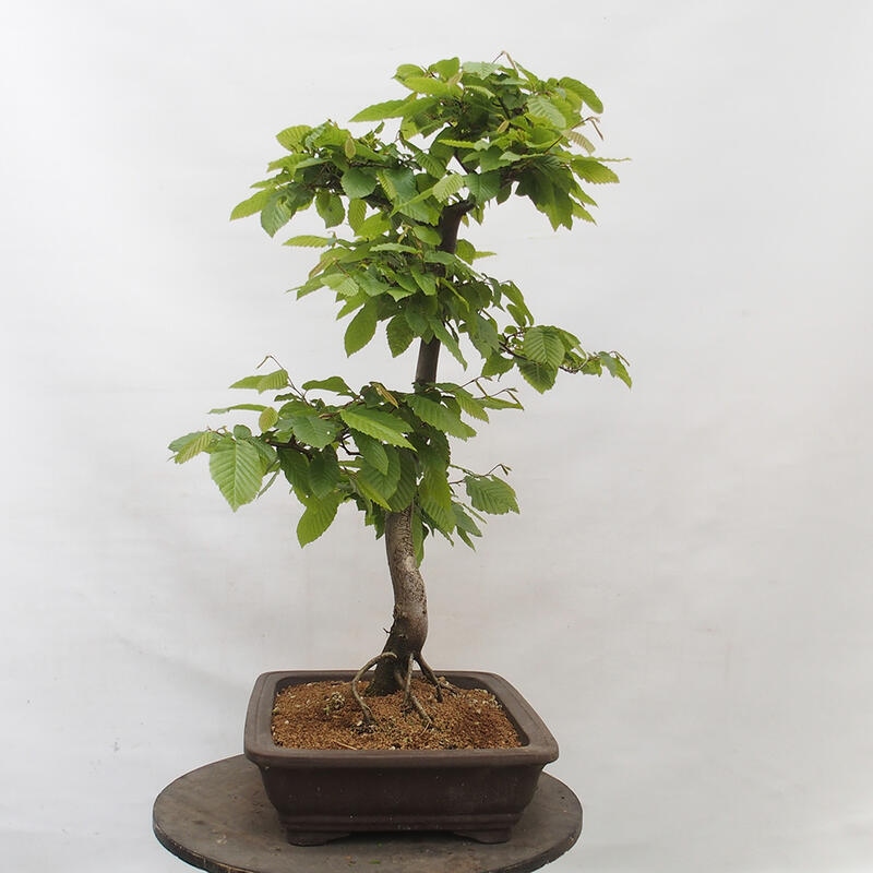 Vonkajší bonsai - Hrab obyčajný - Carpinus betulus