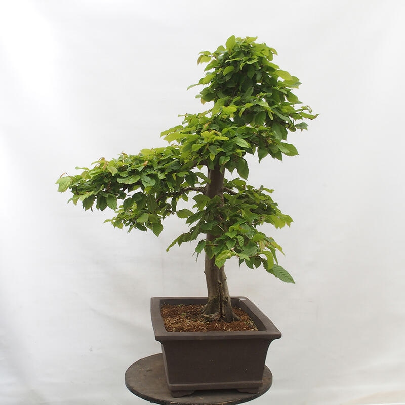 Vonkajší bonsai - Hrab obyčajný - Carpinus betulus