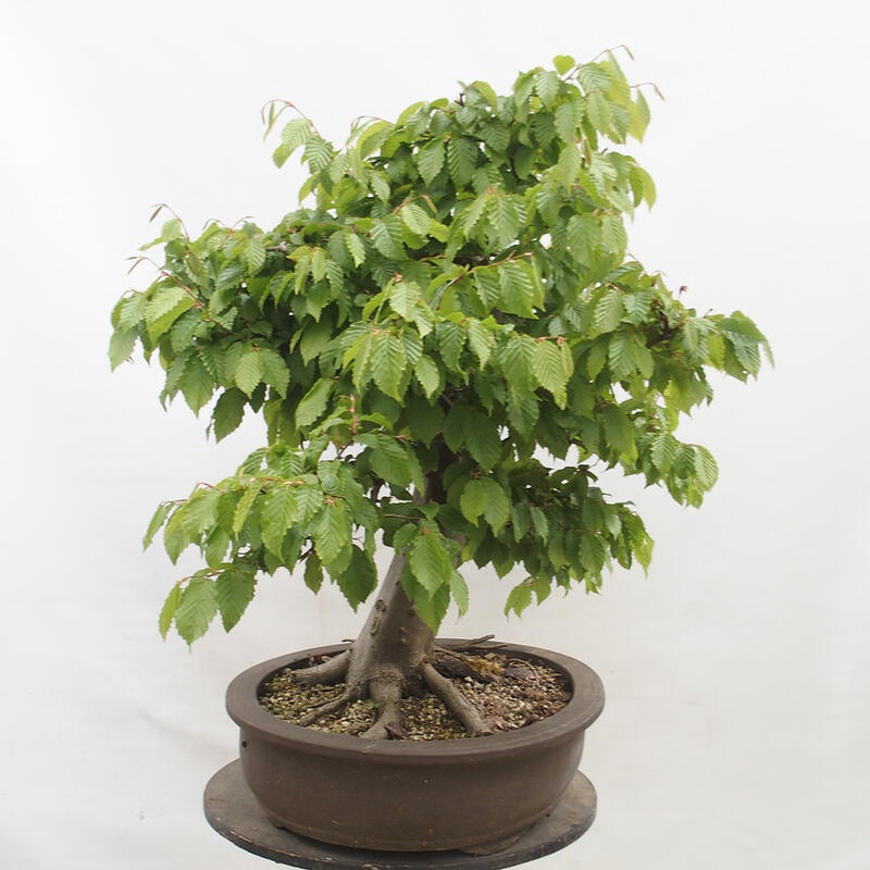 Vonkajší bonsai - Hrab obyčajný - Carpinus betulus