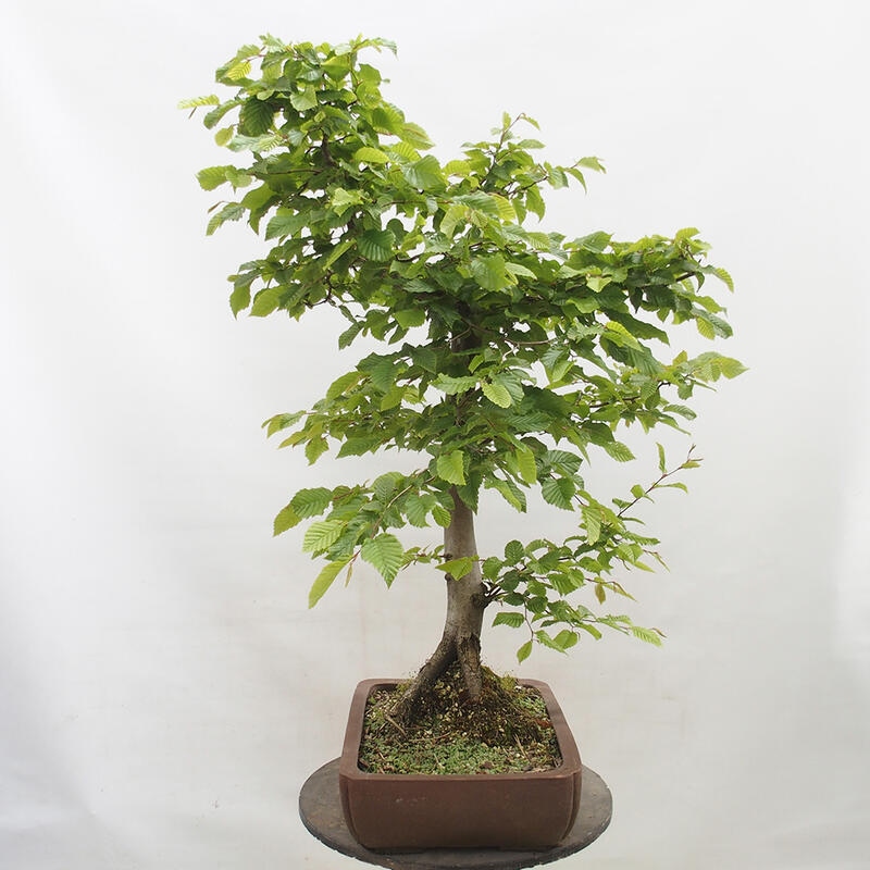 Vonkajší bonsai - Hrab obyčajný - Carpinus betulus