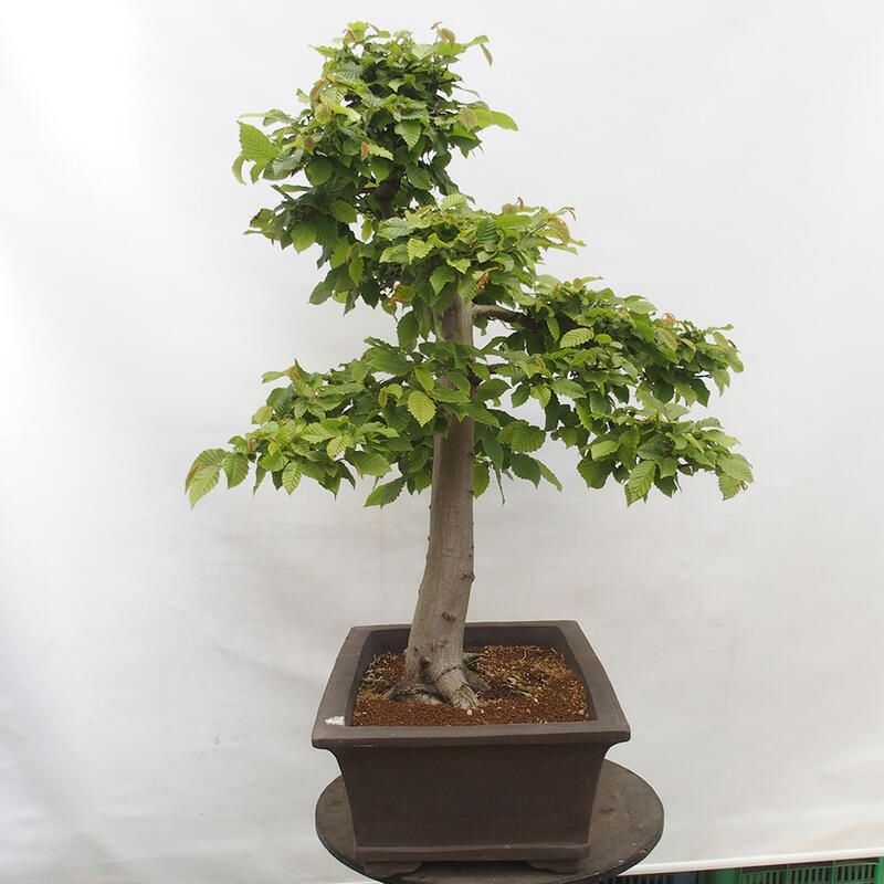 Vonkajší bonsai - Hrab obyčajný - Carpinus betulus