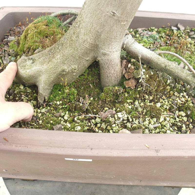 Vonkajší bonsai - Hrab obyčajný - Carpinus betulus