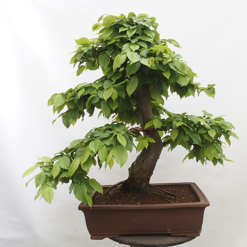 Vonkajší bonsai - Hrab obyčajný - Carpinus betulus