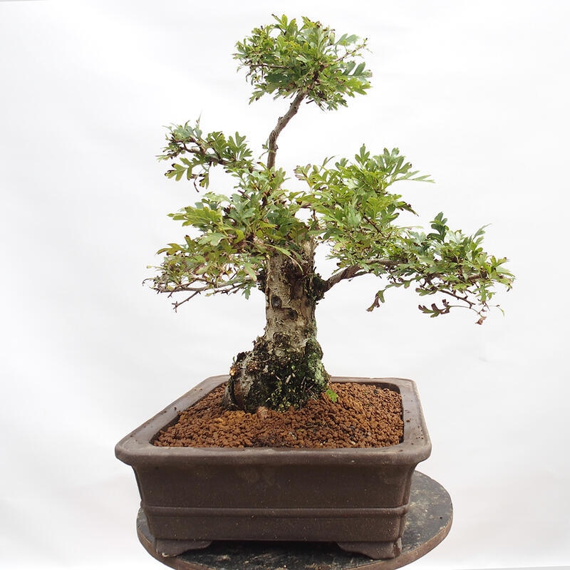 Vonkajší bonsai - Hloh - Crataegus monogyna