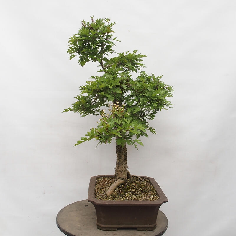 Vonkajší bonsai - Hloh - Crataegus monogyna