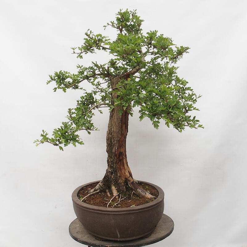 Vonkajší bonsai - Hloh - Crataegus monogyna