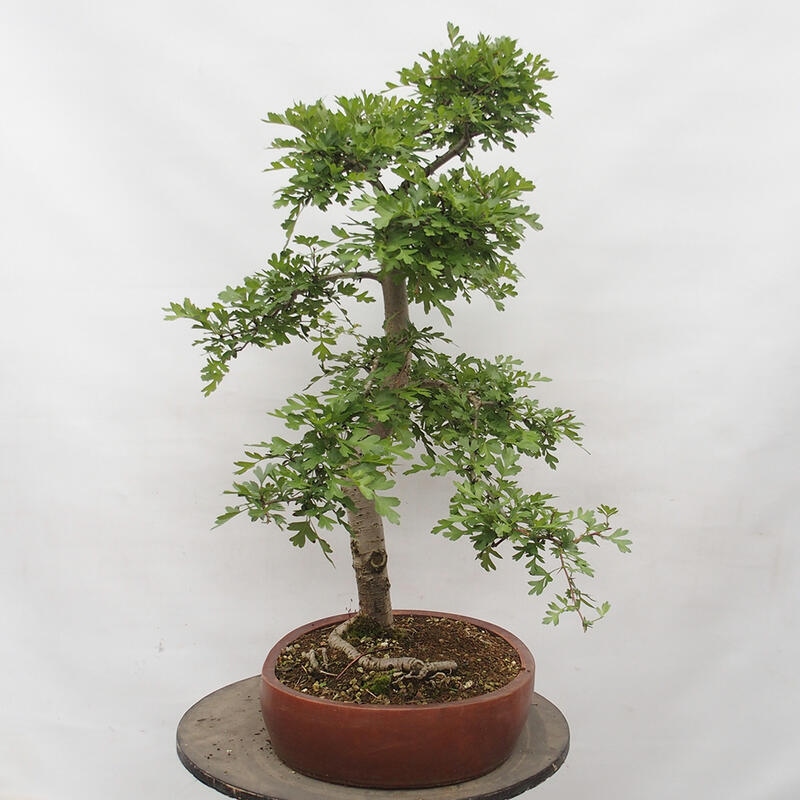 Vonkajší bonsai - Hloh - Crataegus monogyna