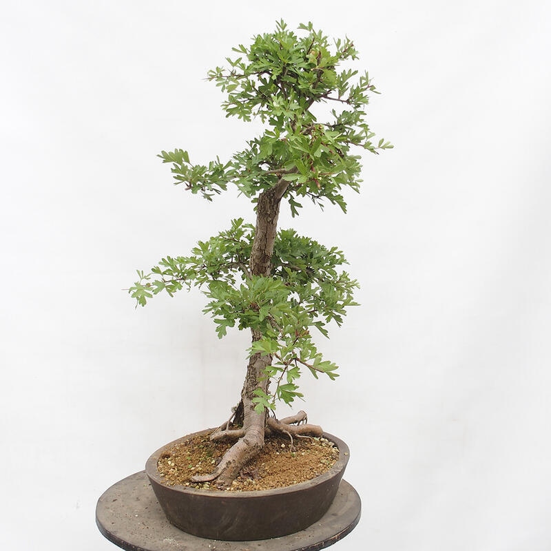 Vonkajší bonsai - Hloh - Crataegus monogyna