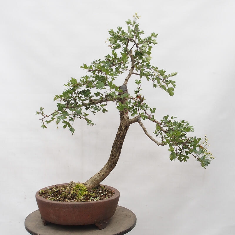 Vonkajší bonsai - Hloh - Crataegus monogyna