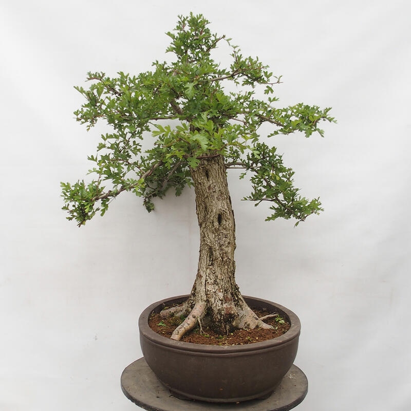 Vonkajší bonsai - Hloh - Crataegus monogyna