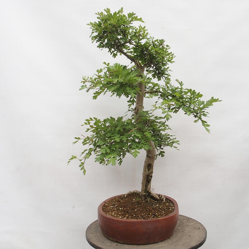 Vonkajší bonsai - Hloh - Crataegus monogyna