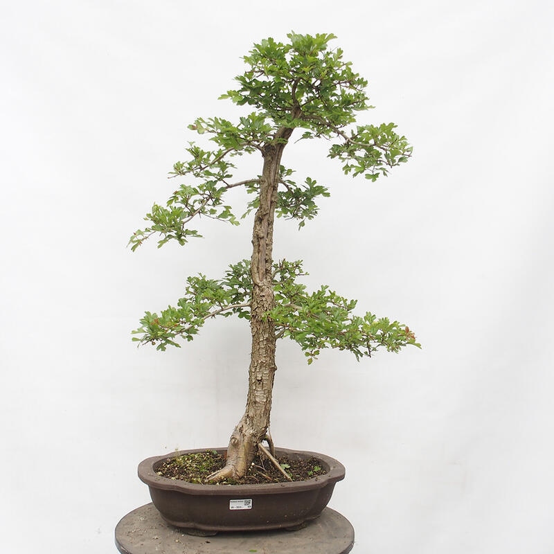 Vonkajší bonsai - Hloh - Crataegus monogyna