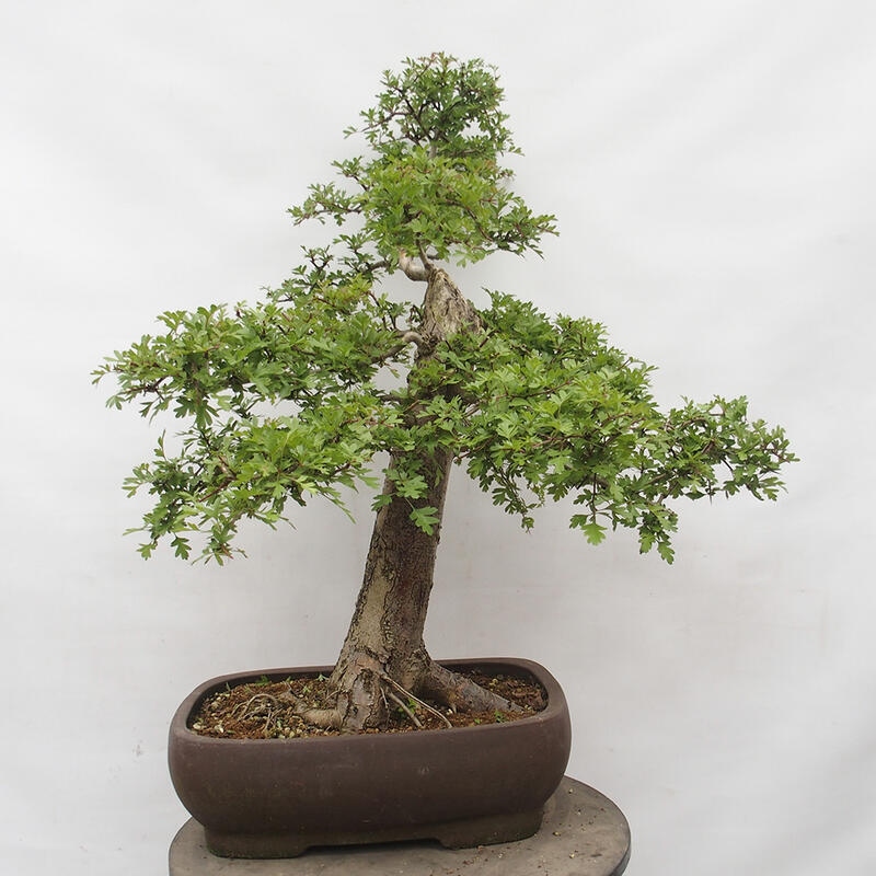 Vonkajší bonsai - Hloh - Crataegus monogyna