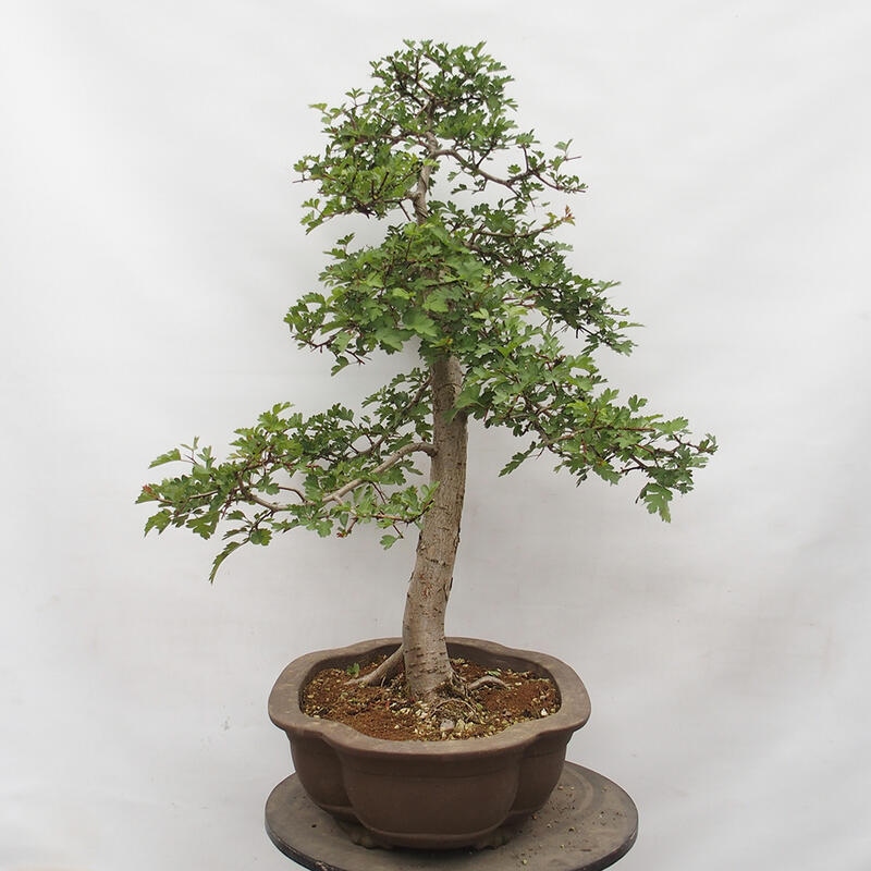 Vonkajší bonsai - Hloh - Crataegus monogyna