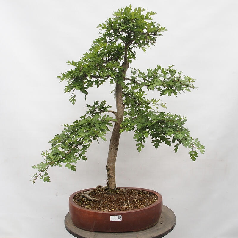 Vonkajší bonsai - Hloh - Crataegus monogyna