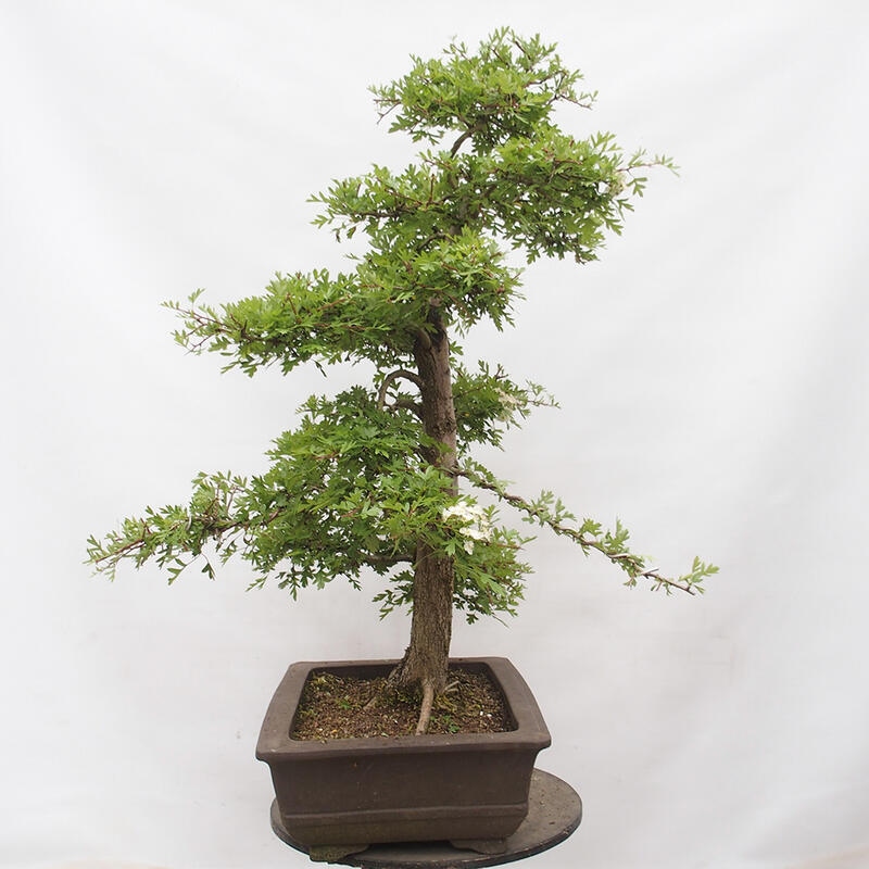 Vonkajší bonsai - Hloh - Crataegus monogyna