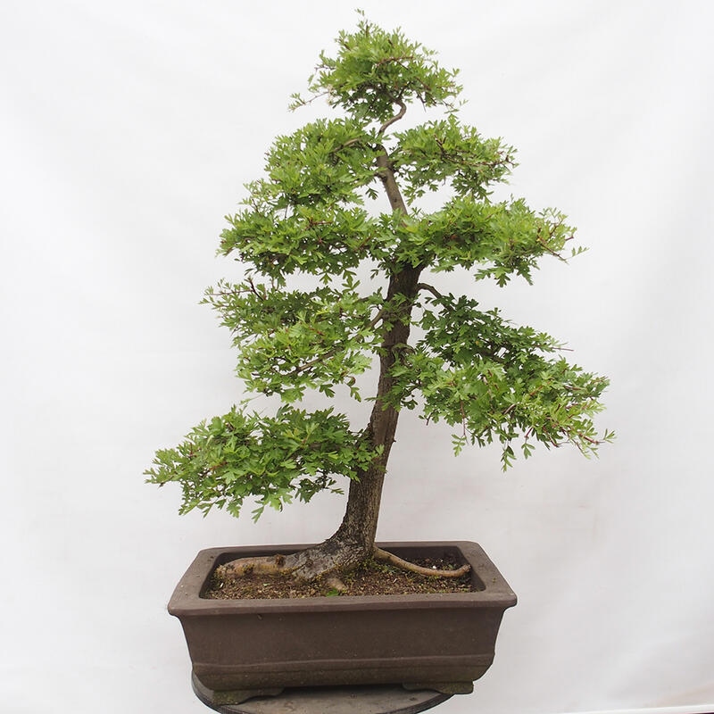 Vonkajší bonsai - Hloh - Crataegus monogyna