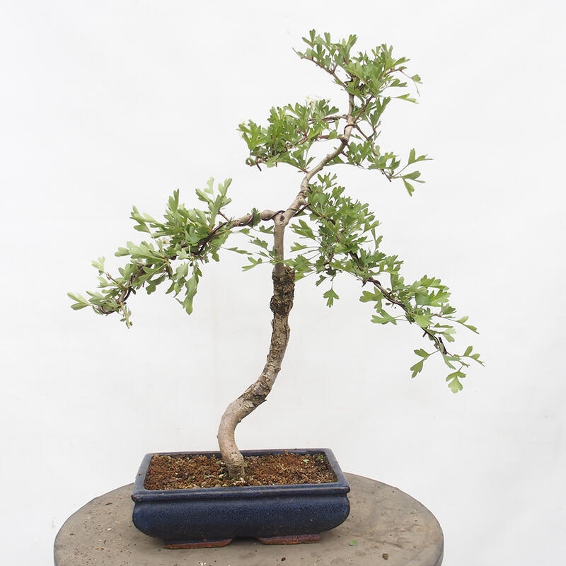 Vonkajší bonsai - Hloh - Crataegus monogyna