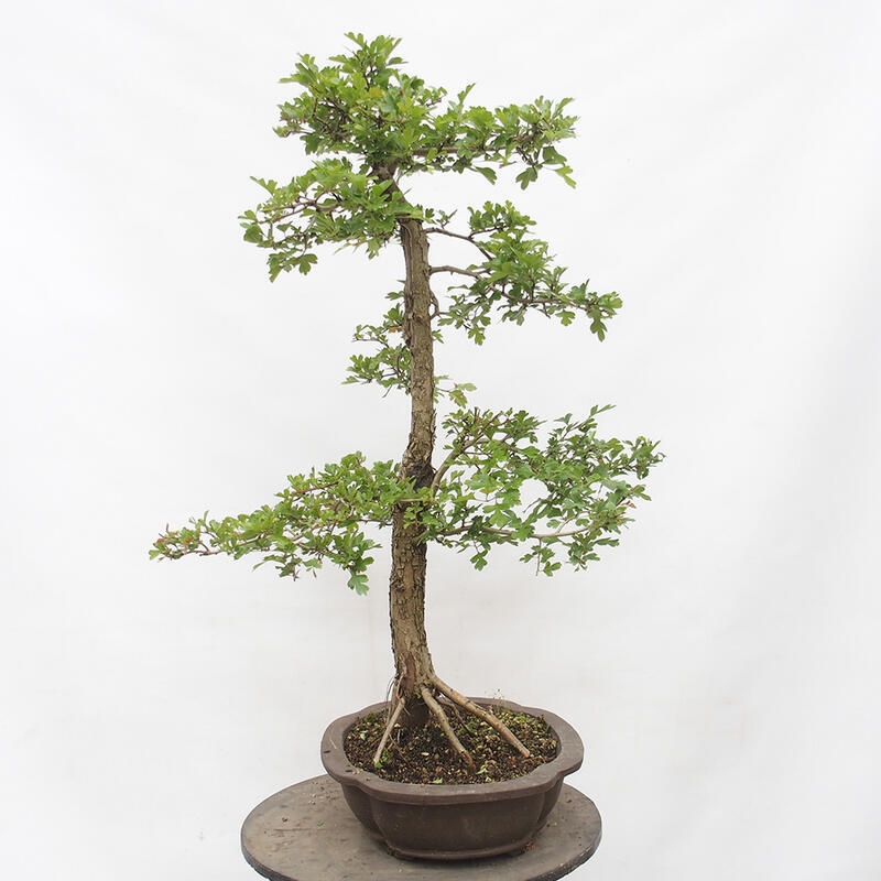 Vonkajší bonsai - Hloh - Crataegus monogyna