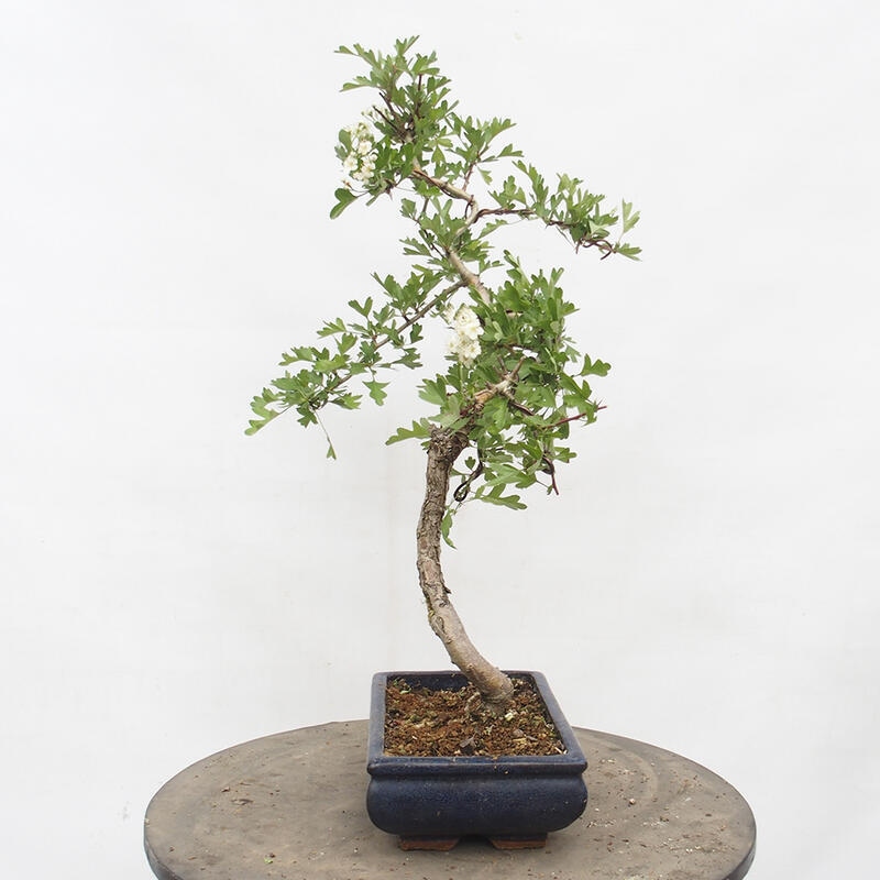 Vonkajší bonsai - Hloh - Crataegus monogyna