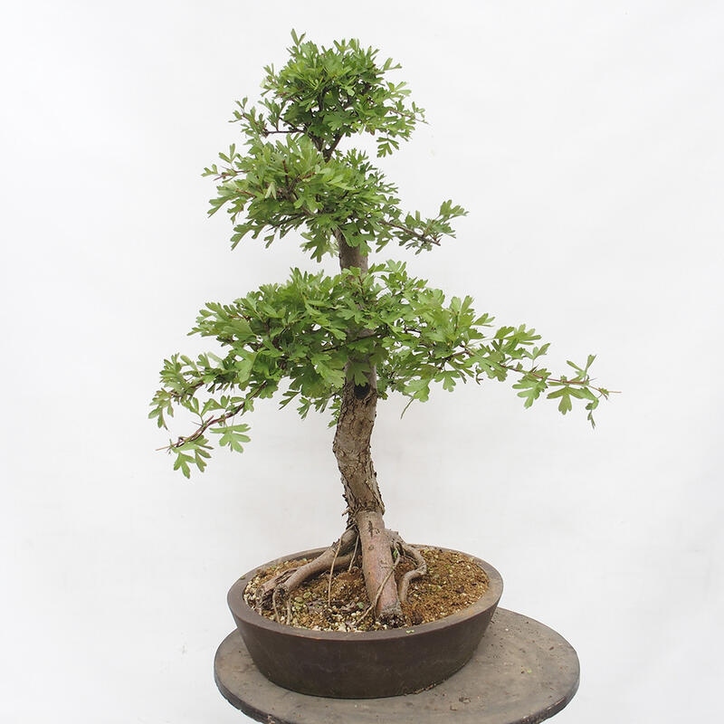 Vonkajší bonsai - Hloh - Crataegus monogyna