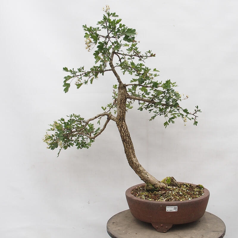 Vonkajší bonsai - Hloh - Crataegus monogyna