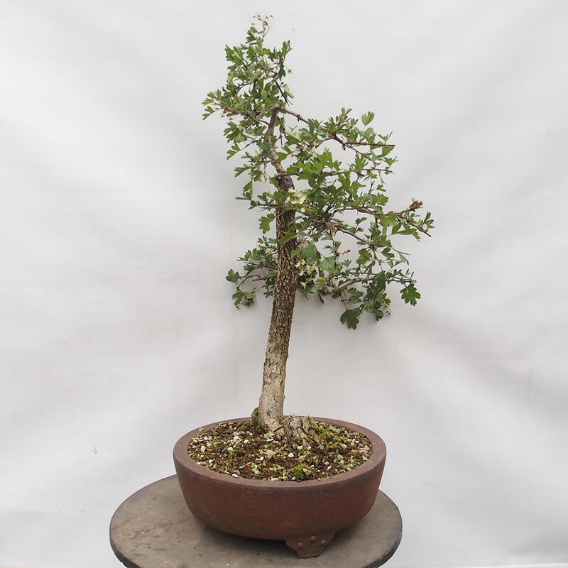 Vonkajší bonsai - Hloh - Crataegus monogyna