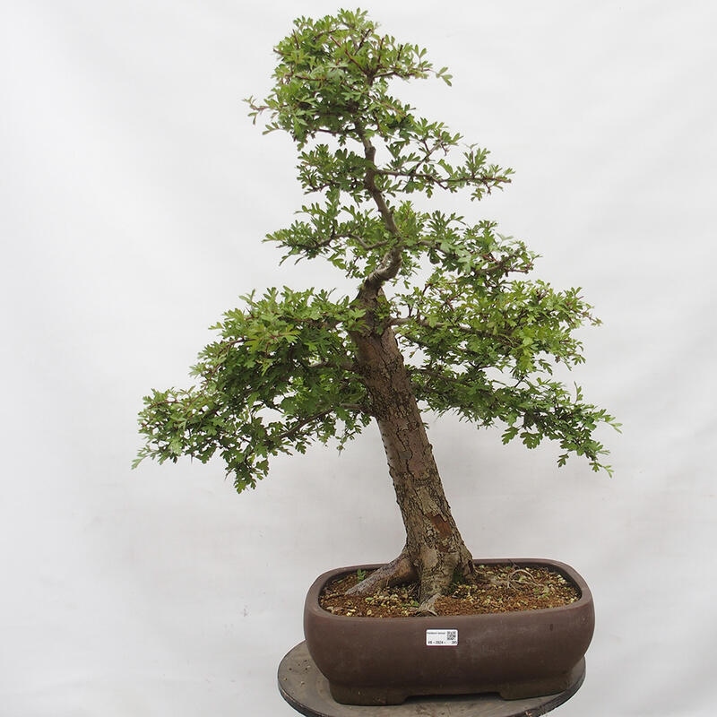 Vonkajší bonsai - Hloh - Crataegus monogyna