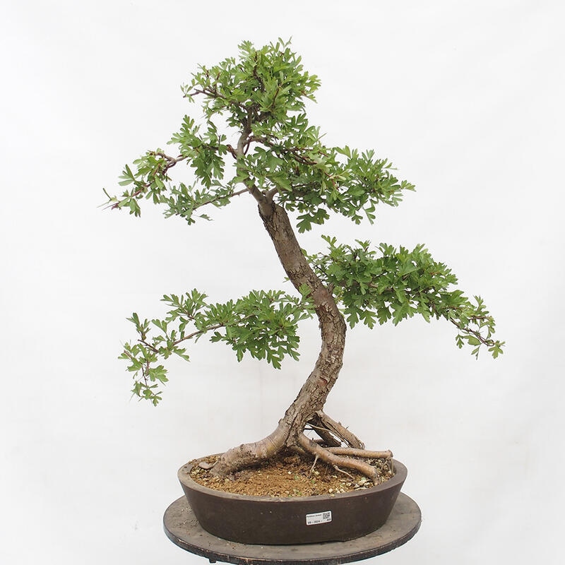 Vonkajší bonsai - Hloh - Crataegus monogyna