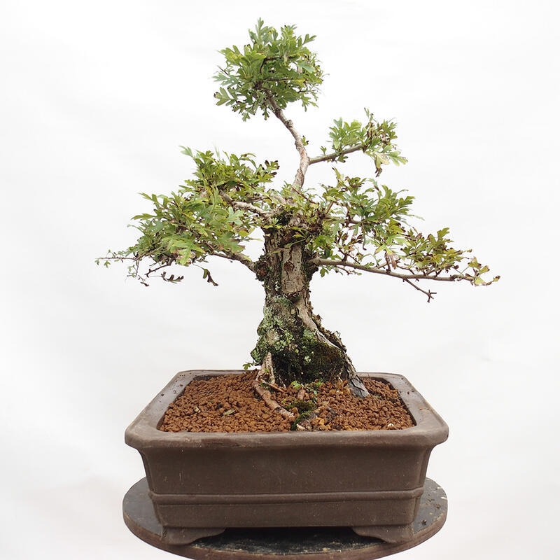 Vonkajší bonsai - Hloh - Crataegus monogyna