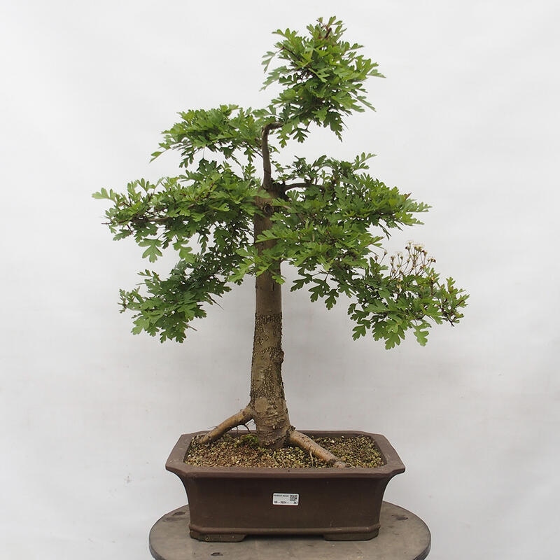 Vonkajší bonsai - Hloh - Crataegus monogyna