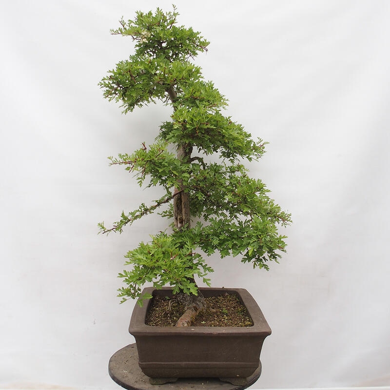 Vonkajší bonsai - Hloh - Crataegus monogyna