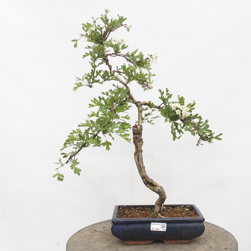 Vonkajší bonsai - Hloh - Crataegus monogyna