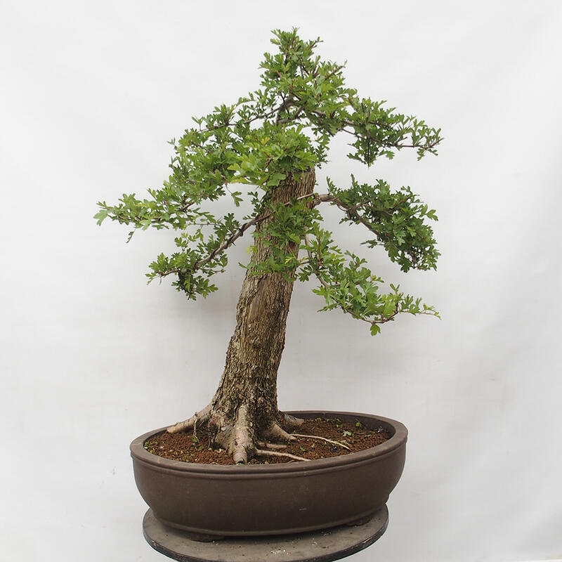 Vonkajší bonsai - Hloh - Crataegus monogyna