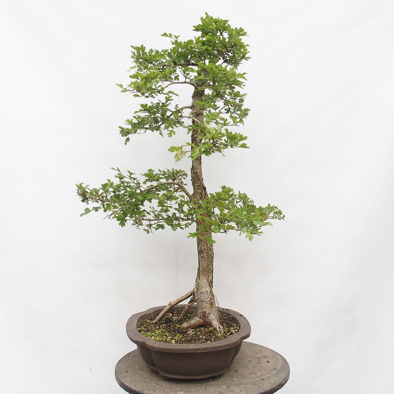 Vonkajší bonsai - Hloh - Crataegus monogyna