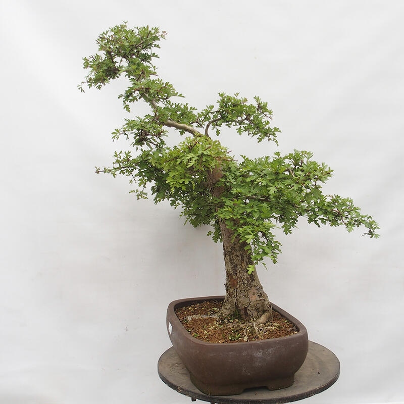 Vonkajší bonsai - Hloh - Crataegus monogyna