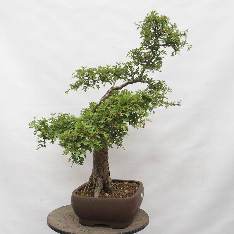 Vonkajší bonsai - Hloh - Crataegus monogyna