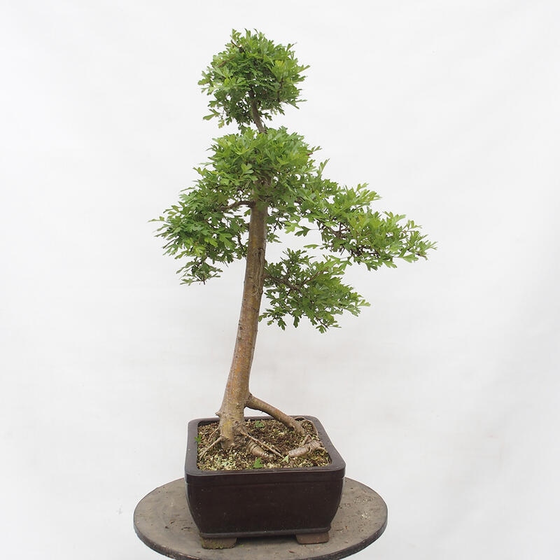 Vonkajší bonsai - Hloh - Crataegus monogyna