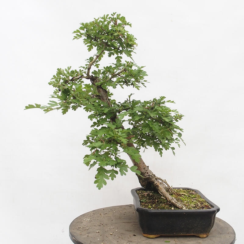 Vonkajší bonsai - Hloh - Crataegus monogyna