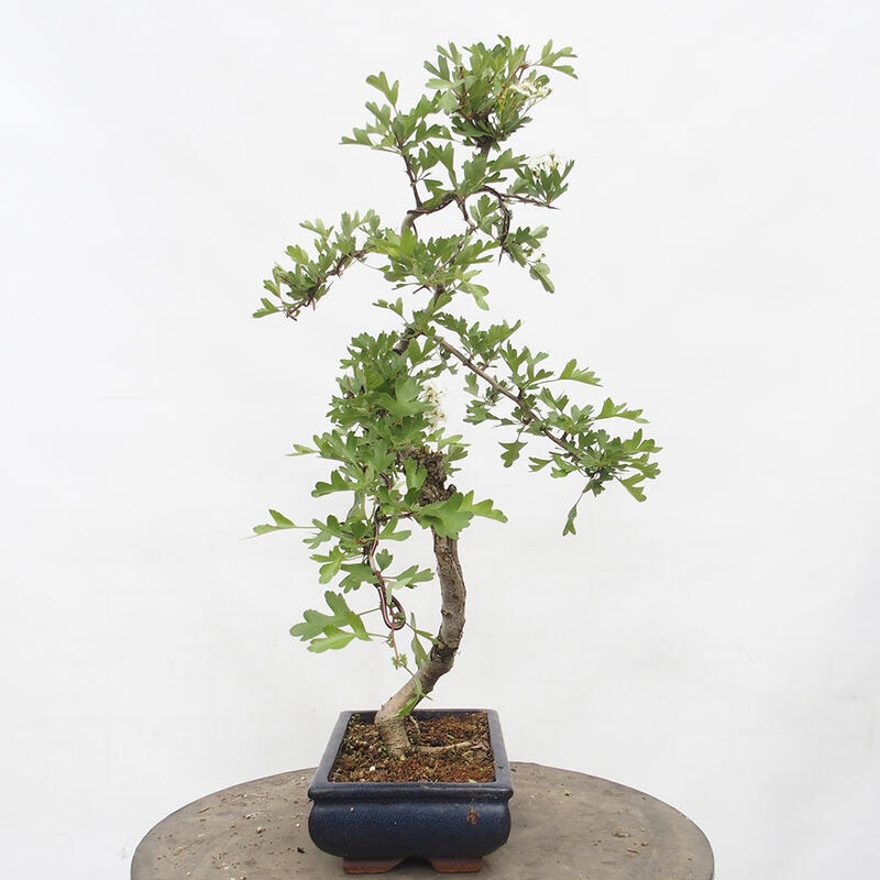 Vonkajší bonsai - Hloh - Crataegus monogyna