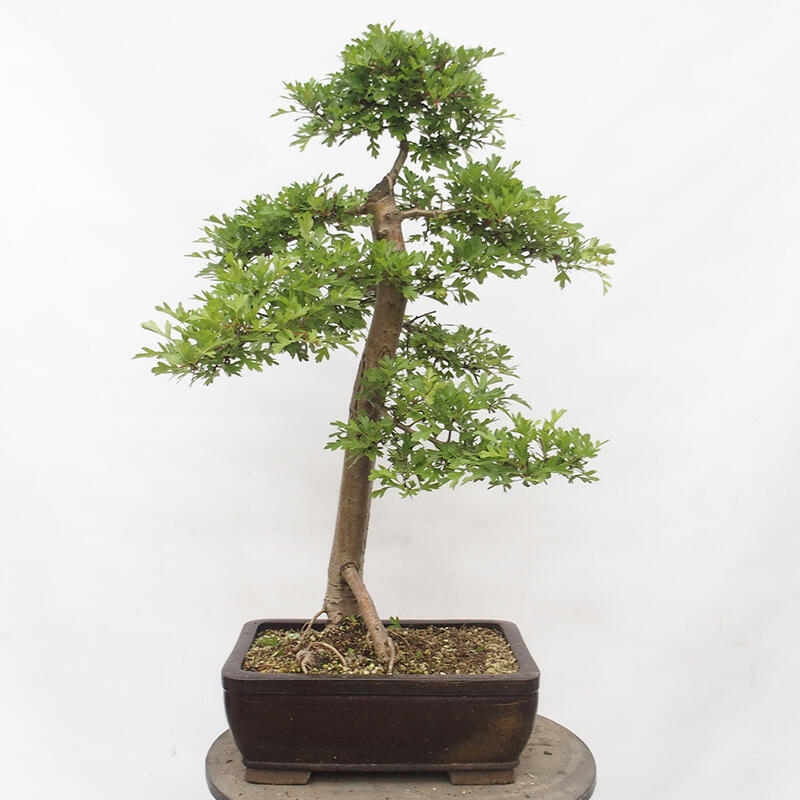 Vonkajší bonsai - Hloh - Crataegus monogyna